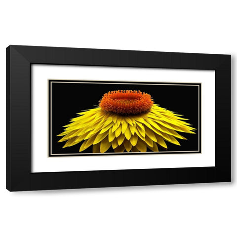 Strawflower Black Modern Wood Framed Art Print with Double Matting by Reynolds, Richard
