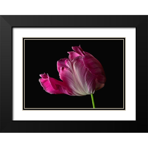 Parrot Tulip Black Modern Wood Framed Art Print with Double Matting by Reynolds, Richard