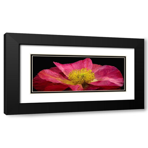 Shirley Poppy Black Modern Wood Framed Art Print with Double Matting by Reynolds, Richard