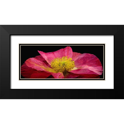 Shirley Poppy Black Modern Wood Framed Art Print with Double Matting by Reynolds, Richard