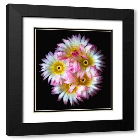 Pink Yellow Ball Cactus Black Modern Wood Framed Art Print with Double Matting by Reynolds, Richard