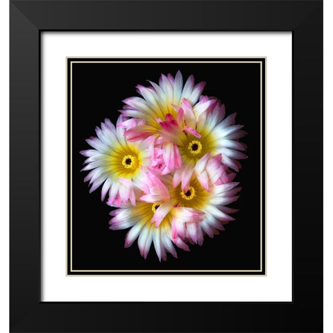 Pink Yellow Ball Cactus Black Modern Wood Framed Art Print with Double Matting by Reynolds, Richard