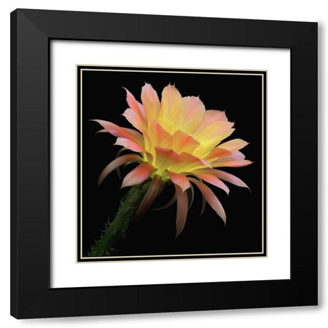 Echinopsis Cactus Napea Black Modern Wood Framed Art Print with Double Matting by Reynolds, Richard