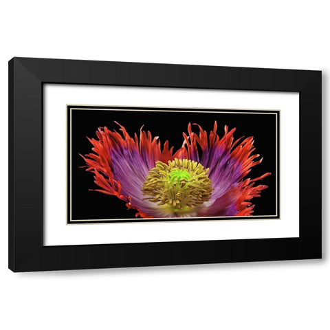 Poppy Drama Queen 2 Black Modern Wood Framed Art Print with Double Matting by Reynolds, Richard