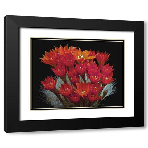 Rebutia Albipilosa - White-Haired Crown Cactus Black Modern Wood Framed Art Print with Double Matting by Reynolds, Richard