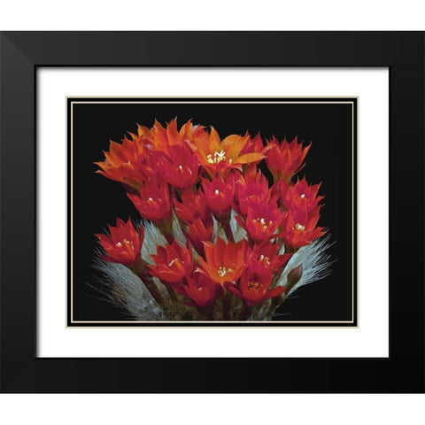 Rebutia Albipilosa - White-Haired Crown Cactus Black Modern Wood Framed Art Print with Double Matting by Reynolds, Richard