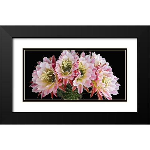 Trichocereus Cactus Flying Saucer Black Modern Wood Framed Art Print with Double Matting by Reynolds, Richard