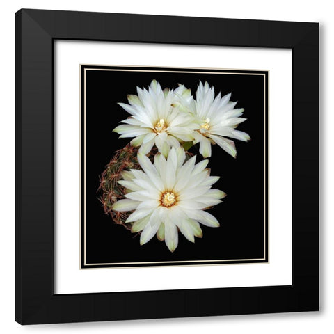 Gymnocalycium Mesopotamicum Black Modern Wood Framed Art Print with Double Matting by Reynolds, Richard