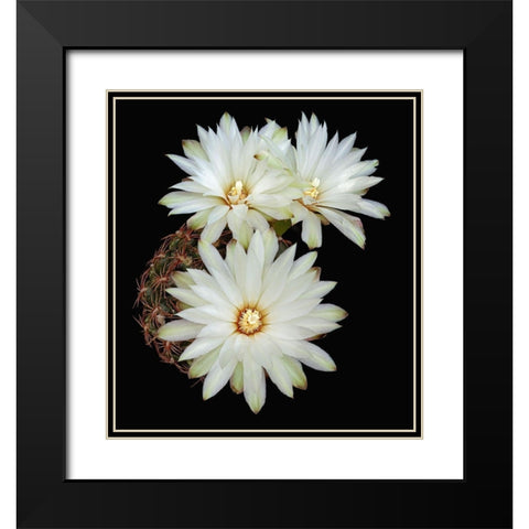 Gymnocalycium Mesopotamicum Black Modern Wood Framed Art Print with Double Matting by Reynolds, Richard