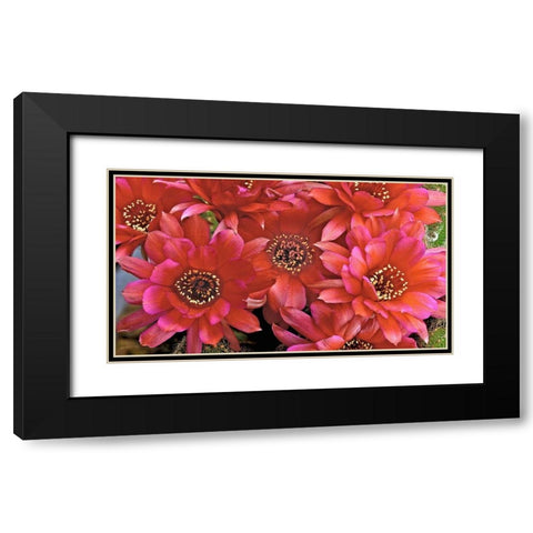 Lovibia Cactus Black Modern Wood Framed Art Print with Double Matting by Reynolds, Richard