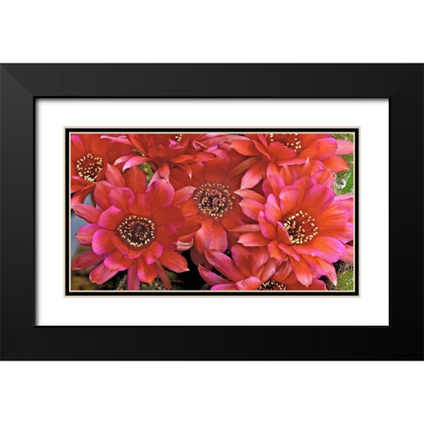 Lovibia Cactus Black Modern Wood Framed Art Print with Double Matting by Reynolds, Richard