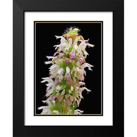 Horsemint Black Modern Wood Framed Art Print with Double Matting by Reynolds, Richard