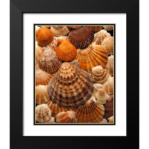 Pectins Black Modern Wood Framed Art Print with Double Matting by Reynolds, Richard