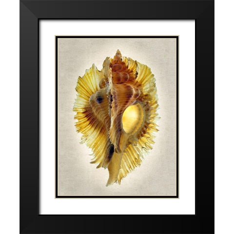 Miyoko Murex Black Modern Wood Framed Art Print with Double Matting by Reynolds, Richard