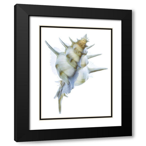 Murex Alabaster I Black Modern Wood Framed Art Print with Double Matting by Reynolds, Richard