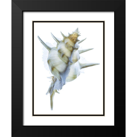 Murex Alabaster I Black Modern Wood Framed Art Print with Double Matting by Reynolds, Richard