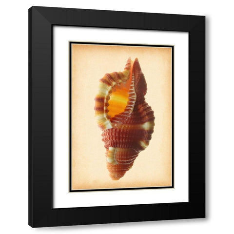 Cymatium Bibbeyi Black Modern Wood Framed Art Print with Double Matting by Reynolds, Richard