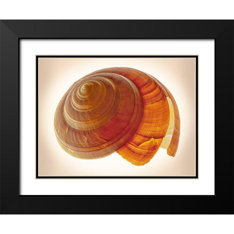 Bayerotrochus Teramachii Black Modern Wood Framed Art Print with Double Matting by Reynolds, Richard
