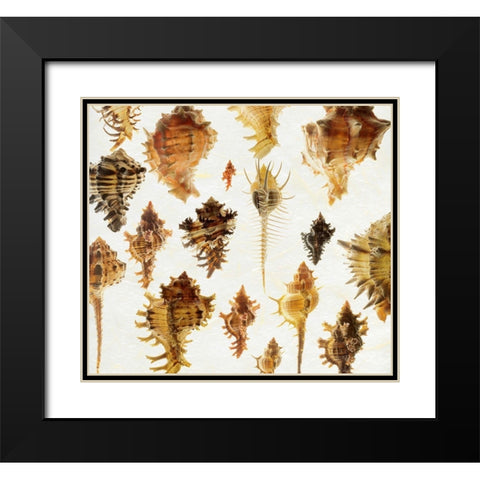 Murex Assemblage 2 Black Modern Wood Framed Art Print with Double Matting by Reynolds, Richard
