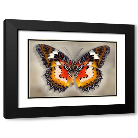 Malay Lacewing Black Modern Wood Framed Art Print with Double Matting by Reynolds, Richard