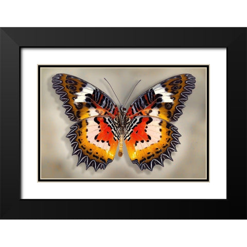 Malay Lacewing Black Modern Wood Framed Art Print with Double Matting by Reynolds, Richard