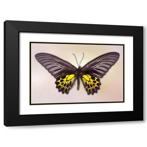 Golden Birdwing Black Modern Wood Framed Art Print with Double Matting by Reynolds, Richard