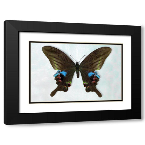 Blue Peacock Black Modern Wood Framed Art Print with Double Matting by Reynolds, Richard