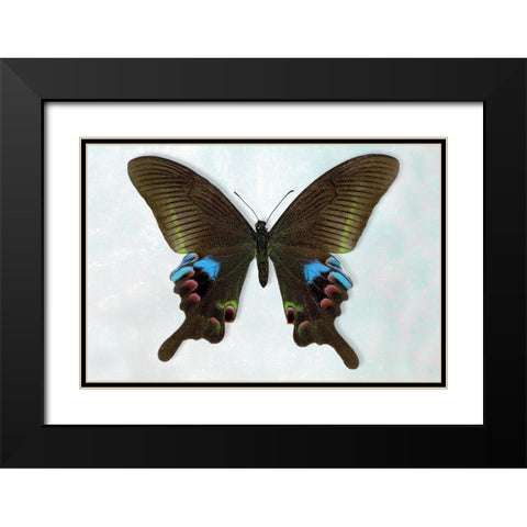 Blue Peacock Black Modern Wood Framed Art Print with Double Matting by Reynolds, Richard