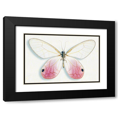 Pink Glasswing Black Modern Wood Framed Art Print with Double Matting by Reynolds, Richard