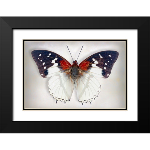 Hadrians White Charaxes Black Modern Wood Framed Art Print with Double Matting by Reynolds, Richard