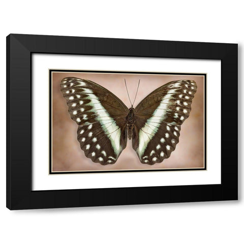 Cymothoe Oemilius Black Modern Wood Framed Art Print with Double Matting by Reynolds, Richard