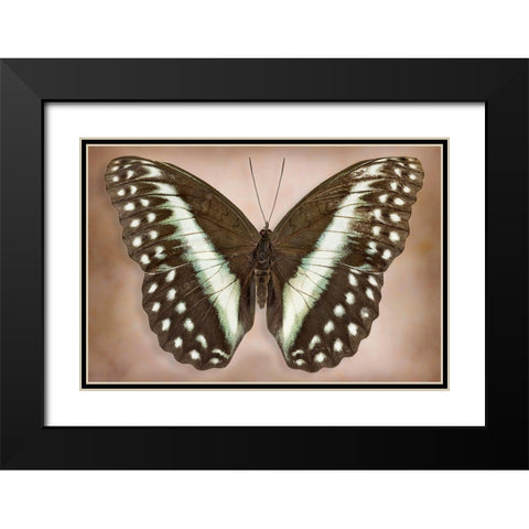 Cymothoe Oemilius Black Modern Wood Framed Art Print with Double Matting by Reynolds, Richard