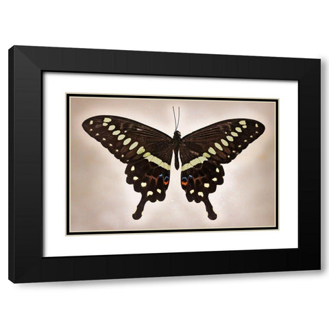 Papilio Lormieri Black Modern Wood Framed Art Print with Double Matting by Reynolds, Richard