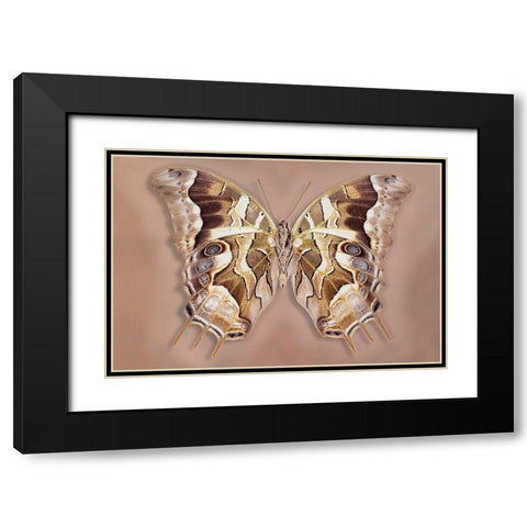 Charaxes Analava - Underside Black Modern Wood Framed Art Print with Double Matting by Reynolds, Richard