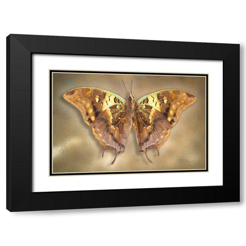 Madagascar Green Veined Charaxes Black Modern Wood Framed Art Print with Double Matting by Reynolds, Richard