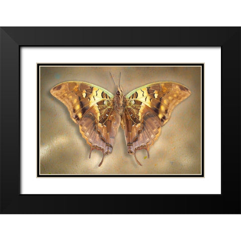 Madagascar Green Veined Charaxes Black Modern Wood Framed Art Print with Double Matting by Reynolds, Richard