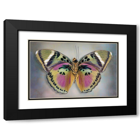 Common Pink Forester (Underside) Black Modern Wood Framed Art Print with Double Matting by Reynolds, Richard