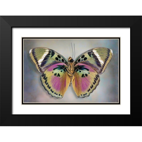 Common Pink Forester (Underside) Black Modern Wood Framed Art Print with Double Matting by Reynolds, Richard