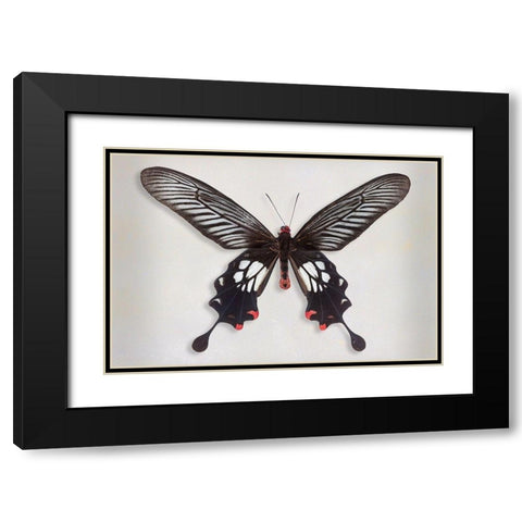 Common Clubtail Black Modern Wood Framed Art Print with Double Matting by Reynolds, Richard