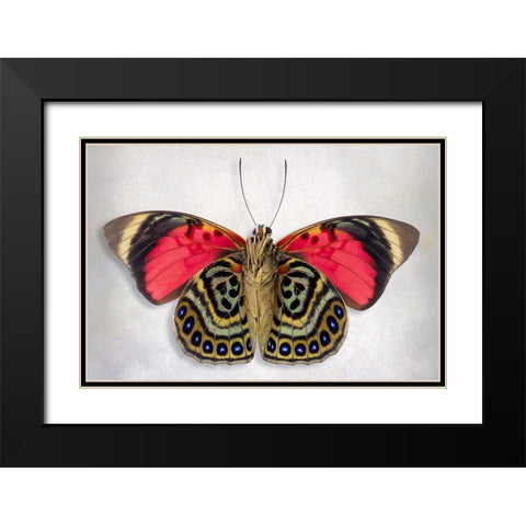 Claudina Agrias - Underside Black Modern Wood Framed Art Print with Double Matting by Reynolds, Richard