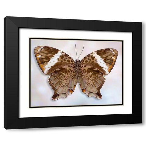 Prothoe Semperi Semperi Black Modern Wood Framed Art Print with Double Matting by Reynolds, Richard
