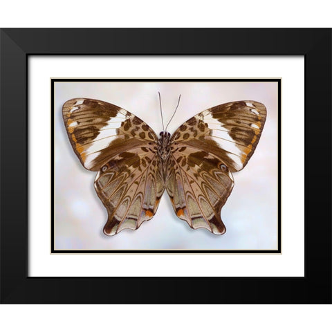 Prothoe Semperi Semperi Black Modern Wood Framed Art Print with Double Matting by Reynolds, Richard