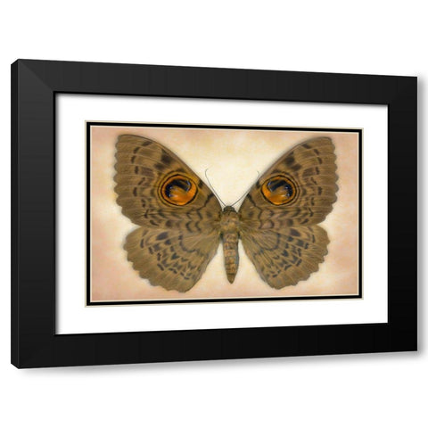 Owlet Moth Black Modern Wood Framed Art Print with Double Matting by Reynolds, Richard
