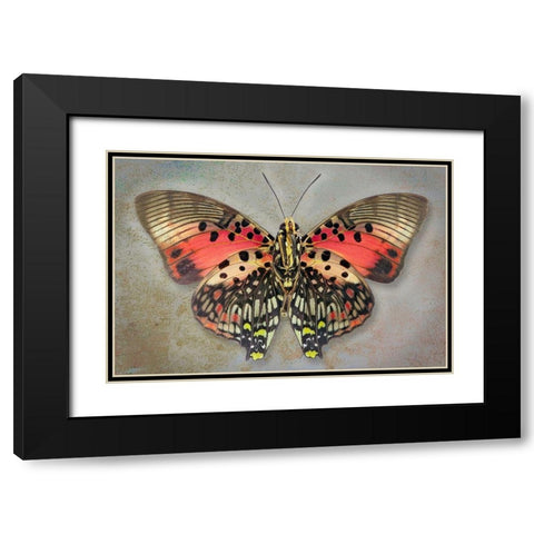 Shining Red Charaxes Black Modern Wood Framed Art Print with Double Matting by Reynolds, Richard