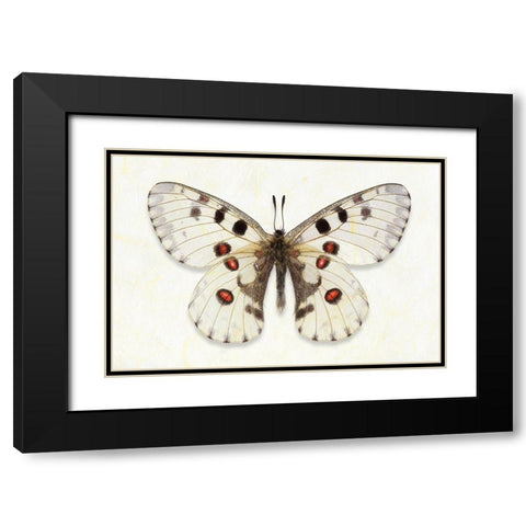 Nomion Apollo Black Modern Wood Framed Art Print with Double Matting by Reynolds, Richard