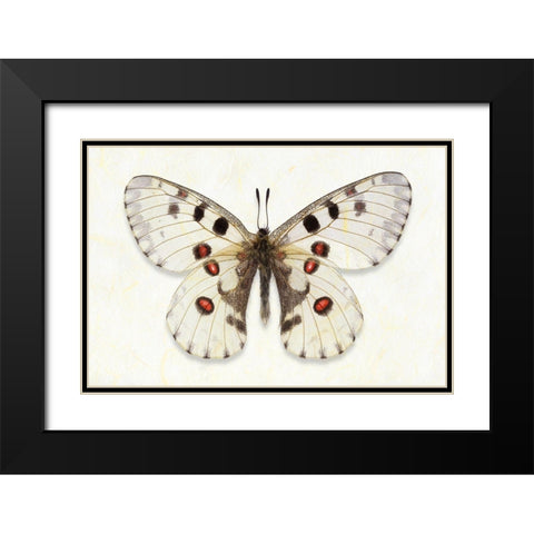 Nomion Apollo Black Modern Wood Framed Art Print with Double Matting by Reynolds, Richard
