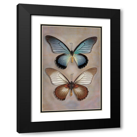 Great Blue Swallowtail Top - Underside Black Modern Wood Framed Art Print with Double Matting by Reynolds, Richard