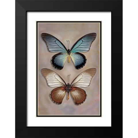 Great Blue Swallowtail Top - Underside Black Modern Wood Framed Art Print with Double Matting by Reynolds, Richard