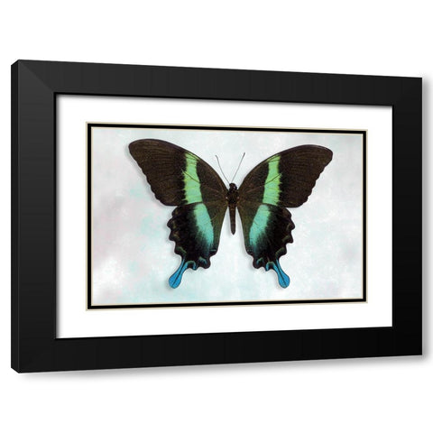 Green Swallowtail Black Modern Wood Framed Art Print with Double Matting by Reynolds, Richard