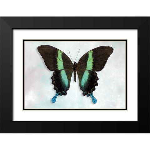 Green Swallowtail Black Modern Wood Framed Art Print with Double Matting by Reynolds, Richard